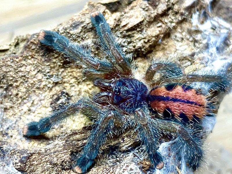 Avicularia geroldi