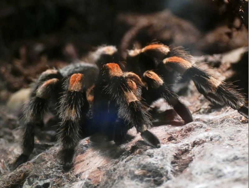 Brachypelma hamori