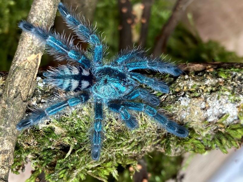 Avicularia versicolor