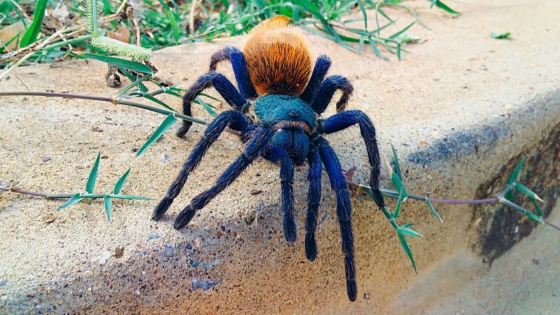 Chromatopelma cyaneopubescens