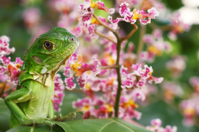 Leguan zelený, Iguana