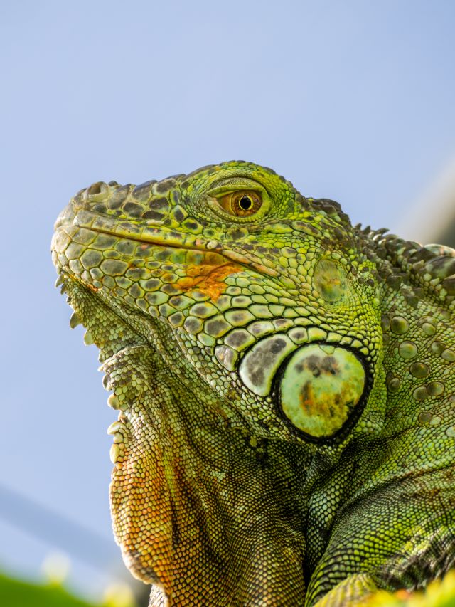 Iguana iguana - leguán zelený