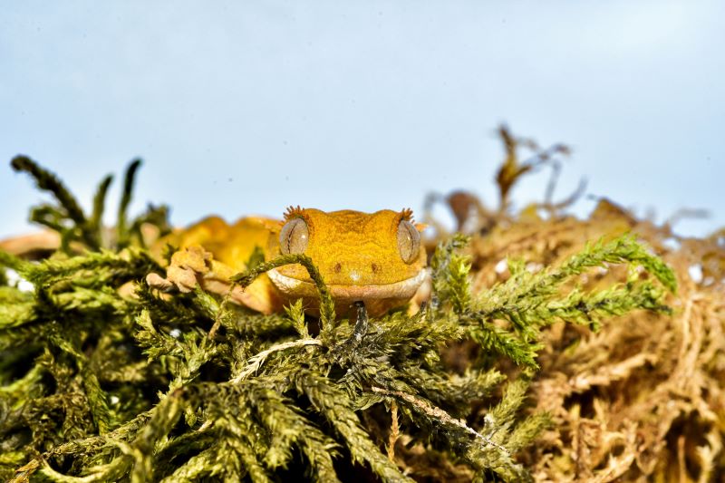 Correlophus ciliatus - pagekon řasnatý